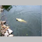 Popelov 17.9.2008 -27.JPG